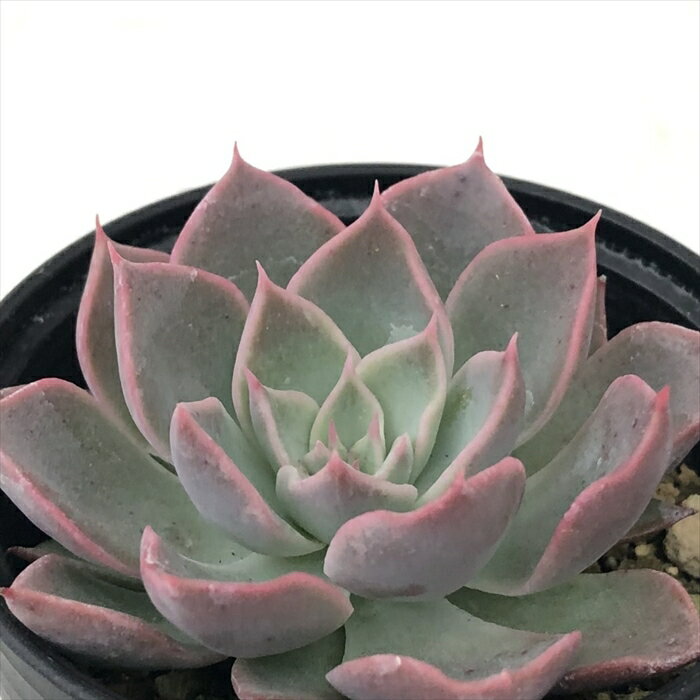 多肉植物 hmエケベリア ピンクヴェール 多肉植物 エケベリア 6cmポットのサムネイル