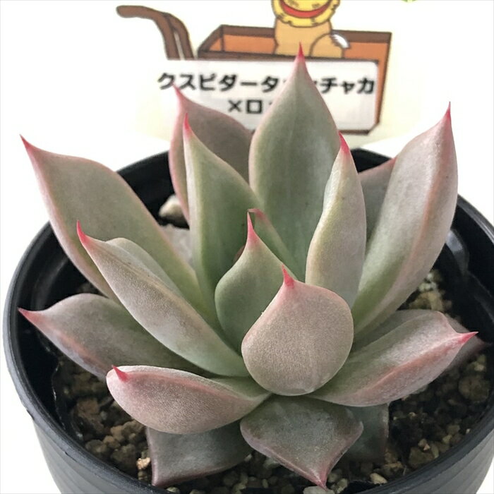 多肉植物 plkエケベリア クスピダータメンチャカ×ロメオ 多肉植物 パルクさん苗 送料無料 エケベリア 6cmポットのサムネイル