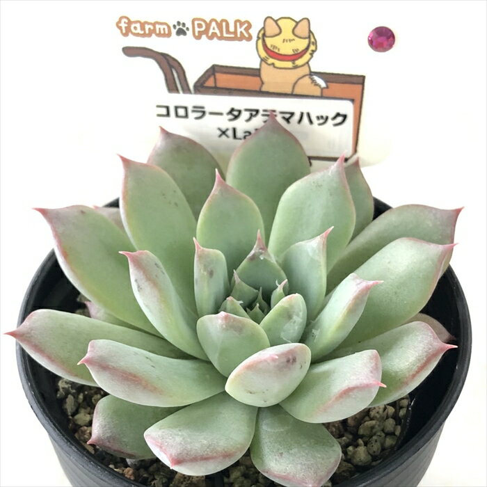 多肉植物 plkエケベリア コロラータアテマハック×La Paz 多肉植物 パルクさん苗 送料無料 エケベリア 6cmポットのサムネイル