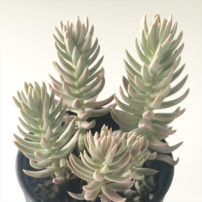 多肉植物 hmセダム カメレオン錦 多肉植物 セダム 6cmポットのサムネイル