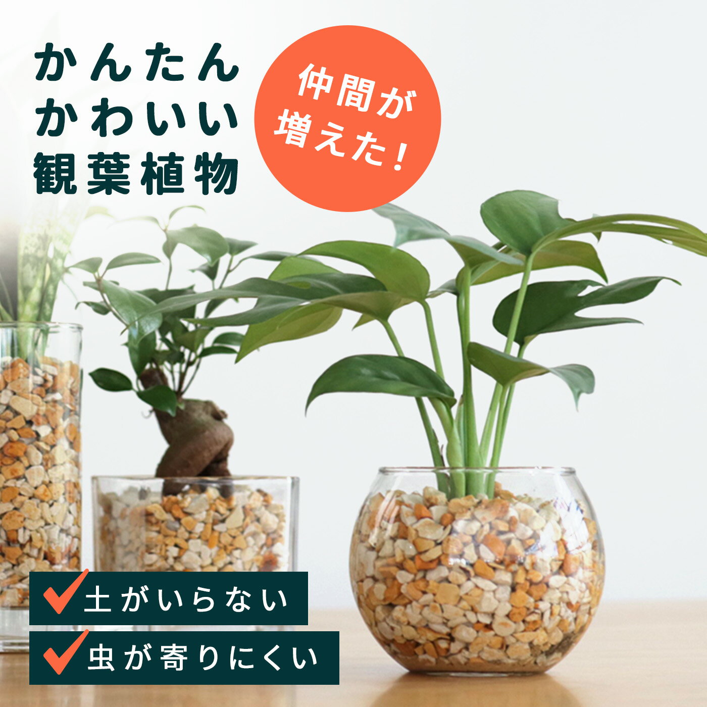 観葉植物（売れ筋ランキング） 選べる観葉植物 ハイドロカルチャー ゼオライト ガラス容器 土を使わない 水耕栽培 インテリアグリーン おしゃれ