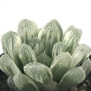 多肉植物 caハオルチア ピリフェラ錦 多肉植物 ハオルチア 7.5cmポット