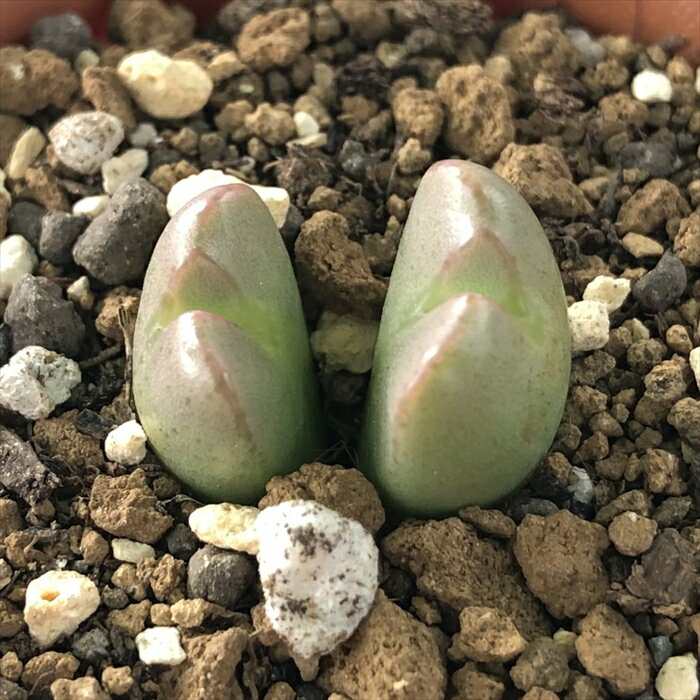 多肉植物 asコノフィツム 赤花円空 多肉植物 6cmポット メセンのサムネイル