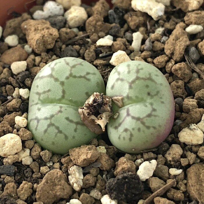 多肉植物 asコノフィツム 右大臣 多肉植物 6cmポット メセンのサムネイル