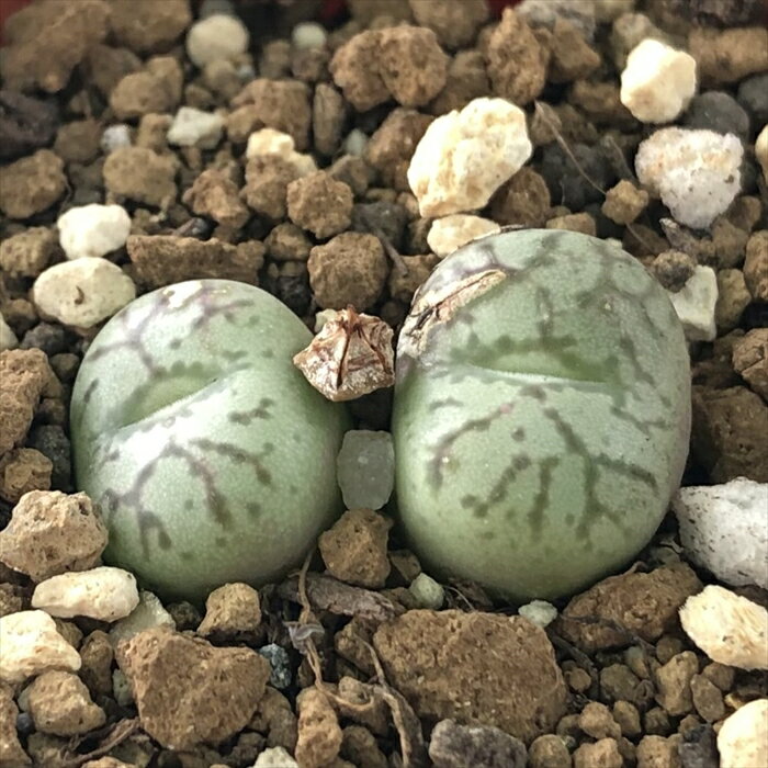 多肉植物 asコノフィツム 厨子玉 多肉植物 6cmポット メセンのサムネイル