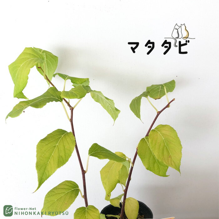 マタタビ 苗 9cmポット またたび 木天蓼苗木 果樹苗のサムネイル