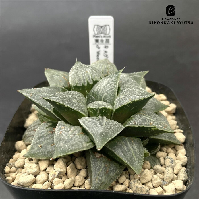 多肉植物 pnwハオルチア Aグリーンウッディ×Weekend 0930-028 オリジナル実生 多肉植物 Plant’s Work ..