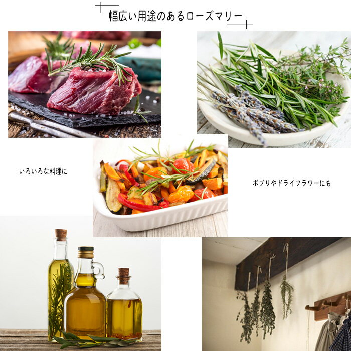 ローズマリー 苗 マリンブルー 10.5cmポット 虫除け 立性 宿根草 苗木 花木 ハーブ...