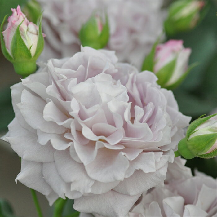 送料について→ 特徴 柔らかな紫ピンクの花びらが細かく波打ち清らかな川の流れのよう。 春は房でふわふわと咲き秋はしっとりとした表情で咲く。 詳細 【香り】 中香 【開花サイクル】 四季咲き 【花径・花形】 8〜10cm 中輪 波状弁八重咲き 【樹高 樹形】 約1.3m 小型シュラブ サイズ・その他 6号鉢 ※樹形には個体差がございます。 ※適切な場所でカットしてお届けいたします。 ※モニターの発色により花色が多少異なる場合がございます。 注意点 ※発送時期が異なる商品とは同梱できません。 ※各商品ページに記載の発送時期をご確認の上ご注文下さい。