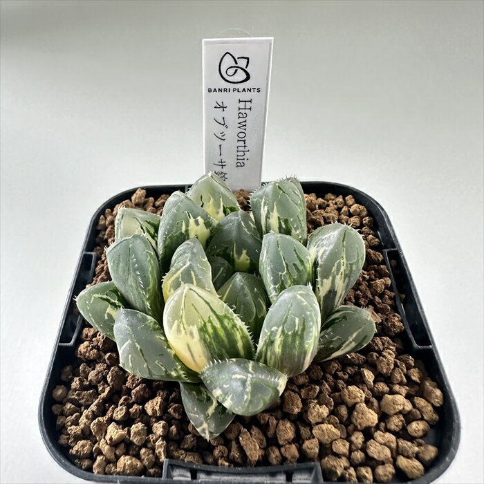 多肉植物 bphハオルチア オブツーサ錦 7.5cmポットのサムネイル