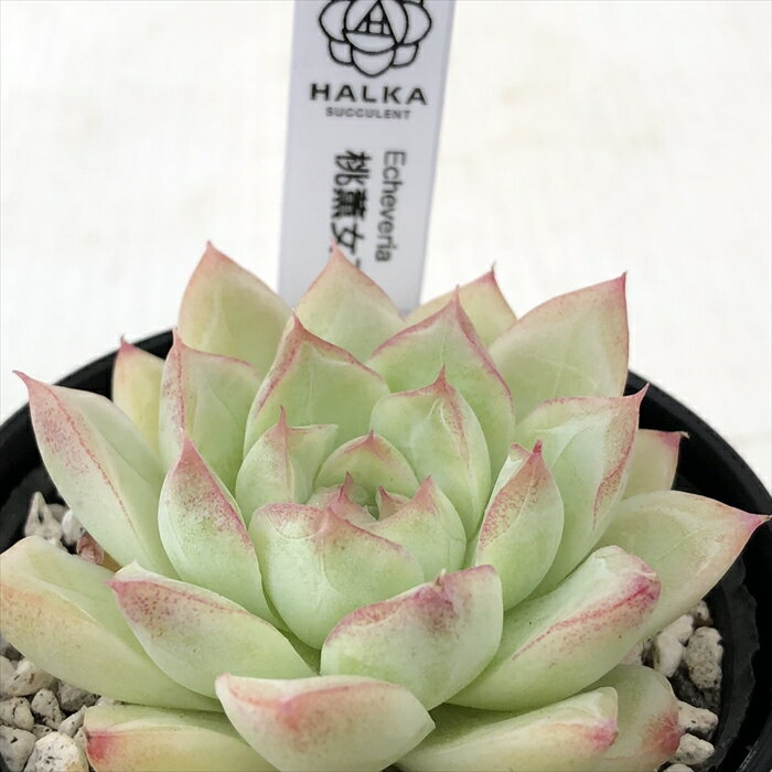 多肉植物 halkエケベリア 桃薫女王 多肉植物 HALKA SUCCULENT ハルカさん苗 エケベリア 6cmポットのサムネイル