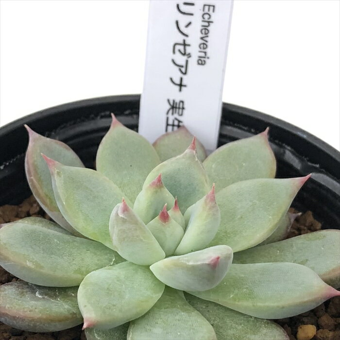 多肉植物 halkエケベリア リンゼアナ実生 多肉植物 HALKA SUCCULENT ハルカさん苗 エケベリア 6cmポットのサムネイル