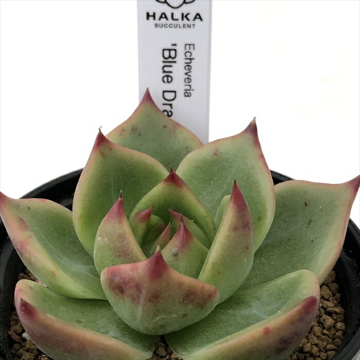 多肉植物 halkエケベリア Blue Dragon HALKA SUCCULENT ハルカさん苗 6cmポット