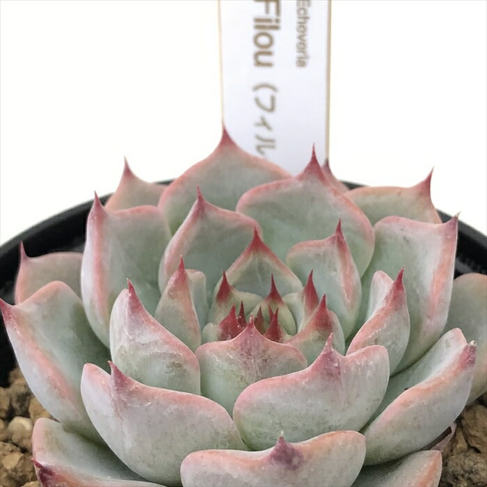 多肉植物 halkエケベリア Filou 多肉植物 HALKA SUCCULENT ハルカさん苗 エケベリア 6cmポット ハルカオリジナルのサムネイル