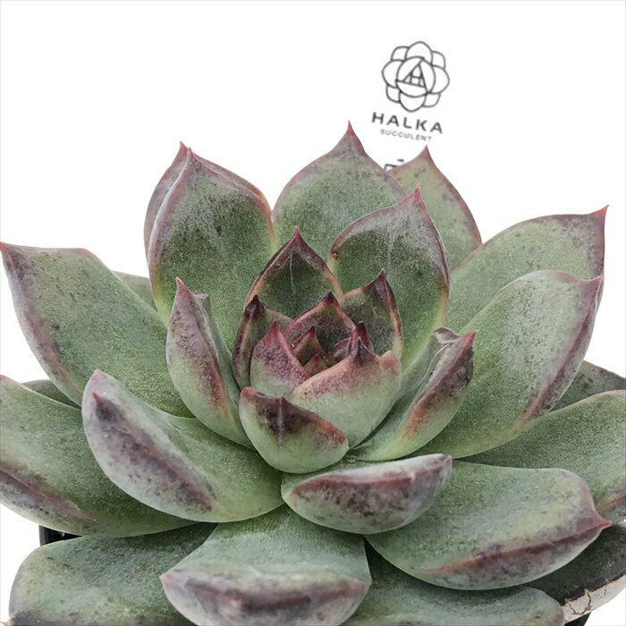 多肉植物 halkエケベリア Black Bear 多肉植物 HALKA SUCCULENT ハルカさん苗 エケベリア 6cmポットのサムネイル