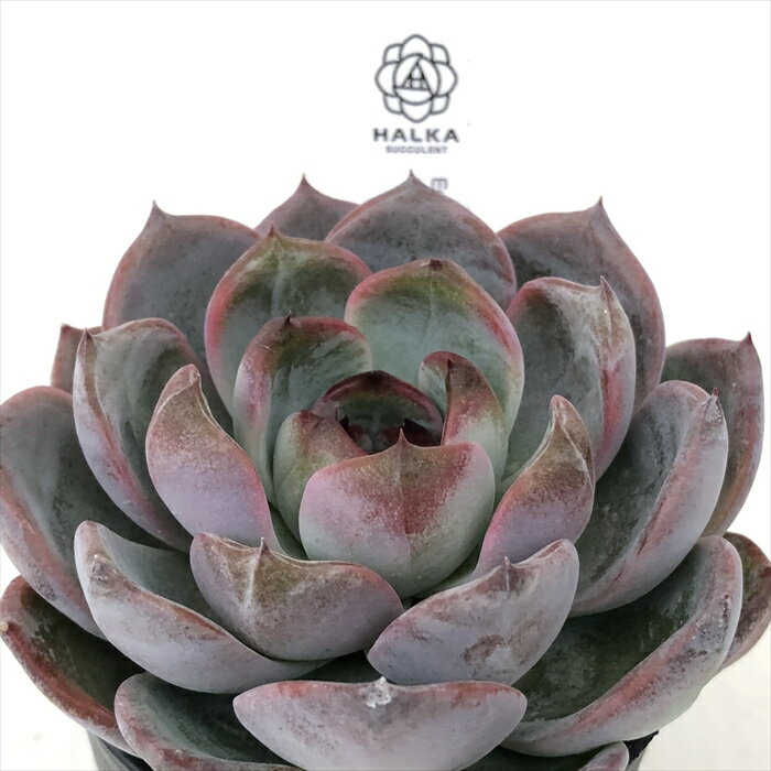 多肉植物 halkエケベリア Dark Opal 多肉植物 HALKA SUCCULENT ハルカさん苗 エケベリア 6cmポットのサムネイル