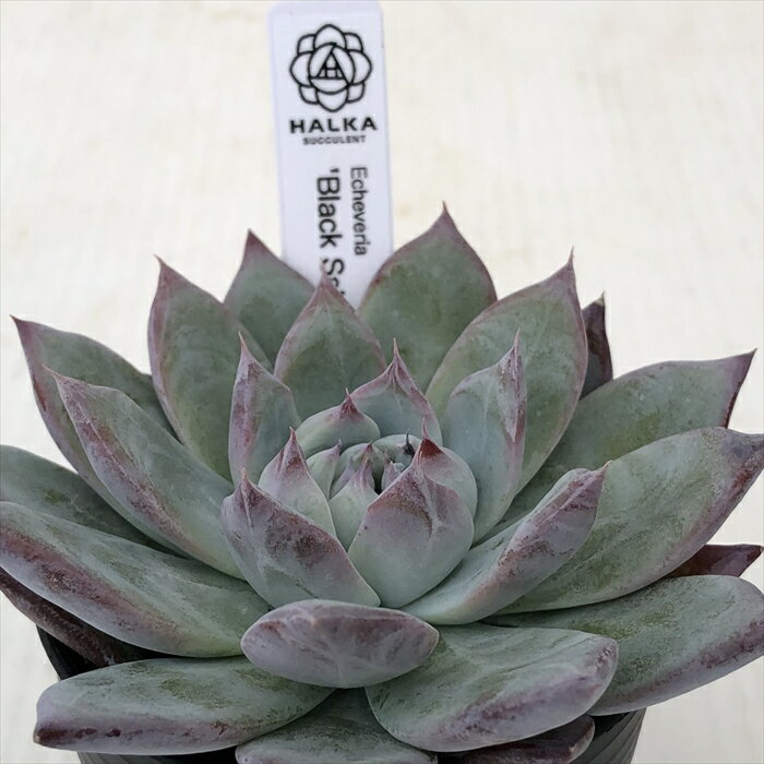 多肉植物 halkエケベリア Black Sabbath HALKA SUCCULENT ハルカさん苗 6cmポットのサムネイル