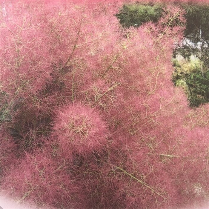 スモークツリー リトルルビー 花木 苗木 5号鉢のサムネイル
