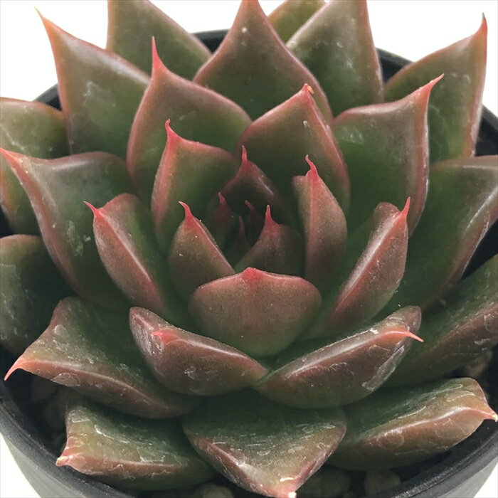 【楽天スーパーセール P5倍】 多肉植物 hmエケベリア サンデーモーン 多肉植物 エ...