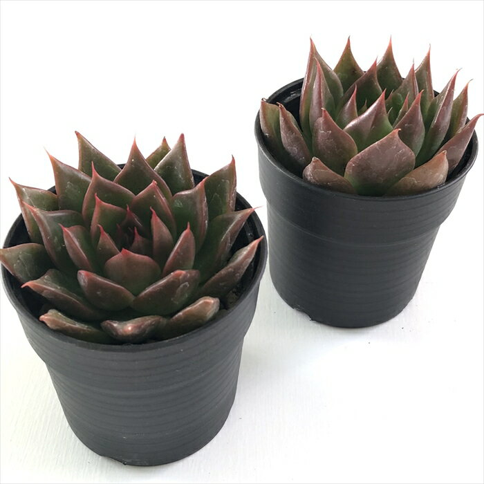 【楽天スーパーセール P5倍】 多肉植物 hmエケベリア サンデーモーン 多肉植物 エケベリア 6cmポット