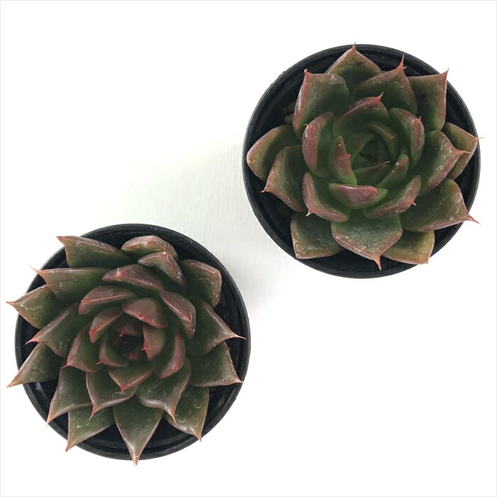【楽天スーパーセール P5倍】 多肉植物 hmエケベリア サンデーモーン 多肉植物 エケベリア 6cmポット