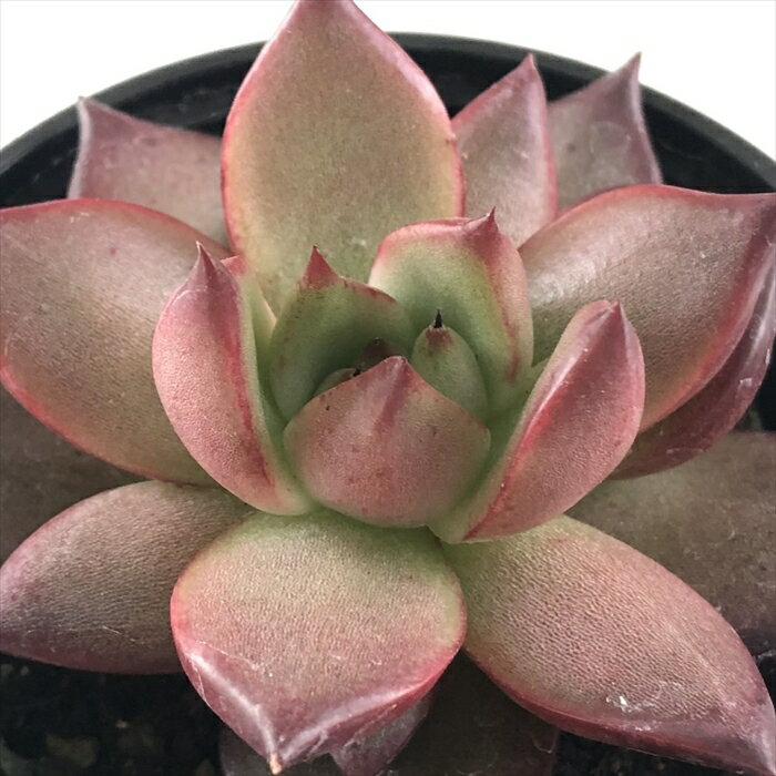多肉植物 hmエケベリア レッドエボニー×コロラータ 多肉植物 エケベリア 6cmポットのサムネイル