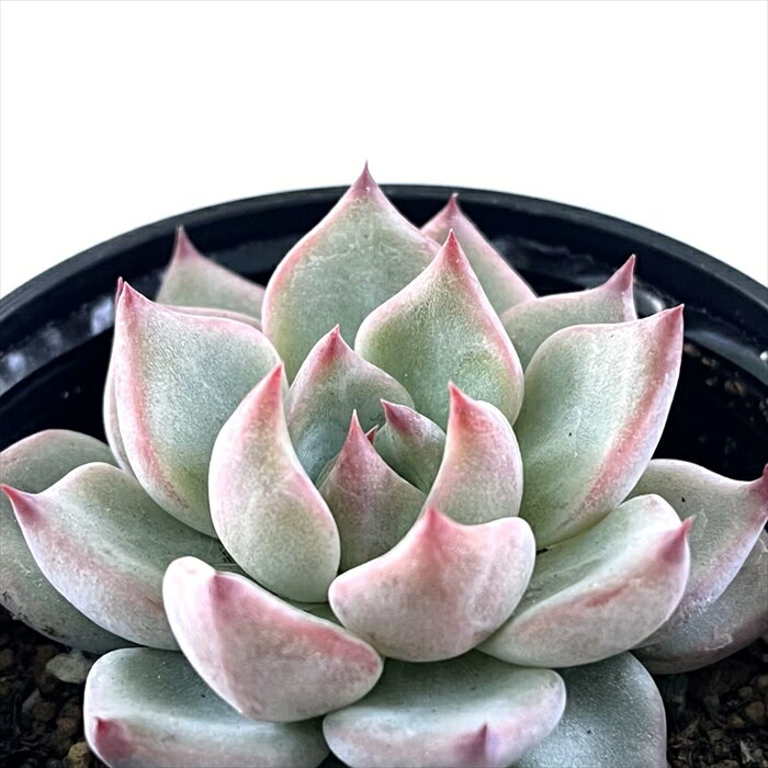 多肉植物 hmエケベリア ルビーネイル 多肉植物 エケベリア 6cmポットのサムネイル