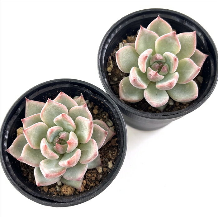 多肉植物 hmエケベリア ルビーネイル 多肉植物 エケベリア 6cmポット