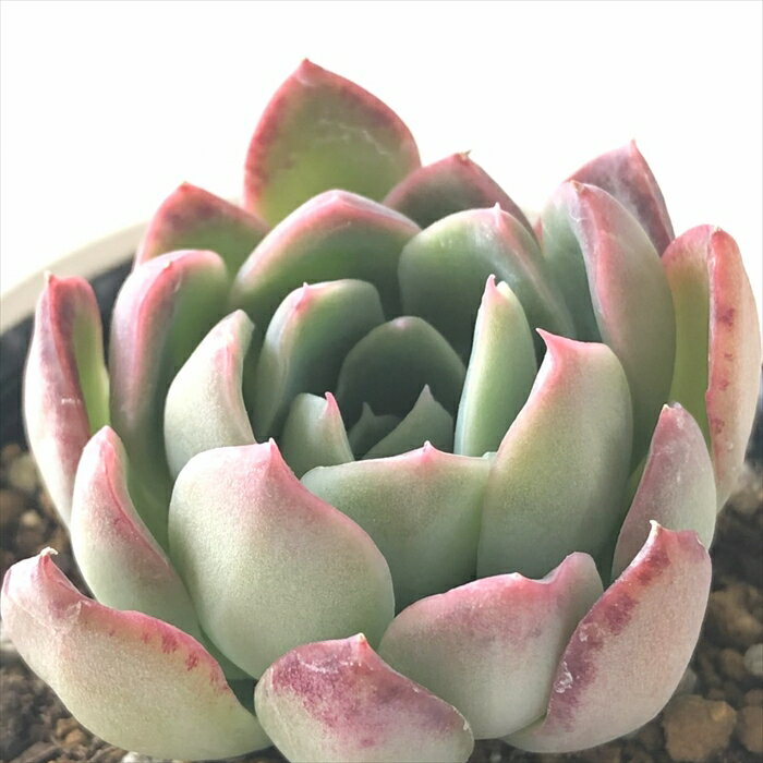 多肉植物 hxエケベリア トルセンシス×ラウイ 多肉植物 エケベリア 6cmポットのサムネイル