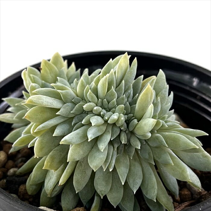 多肉植物 hmエケベリア ファンファーレ綴化 多肉植物 エケベリア 6cmポットのサムネイル
