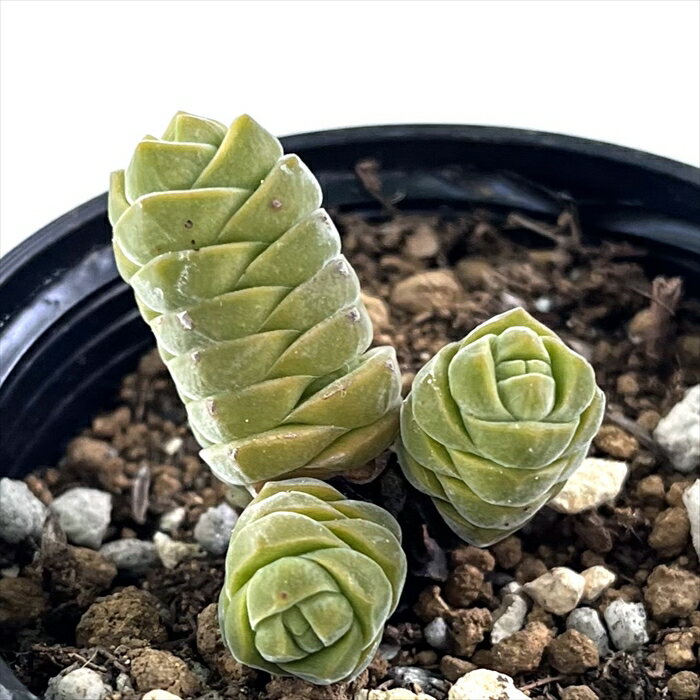 多肉植物 hmクラッスラ コルメラ 多肉植物 クラッスラ 6cmポットのサムネイル