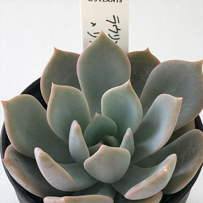 多肉植物 O’sエケベリア ラウリンゼ×リラシナ O’s PLANTS オーズプランツさん苗 送料無料 エケベリア 6cmポットのサムネイル