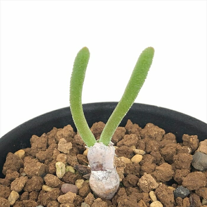 多肉植物 caモニラリア オブコニカ 多肉植物 コーデックス 7.5cmポット