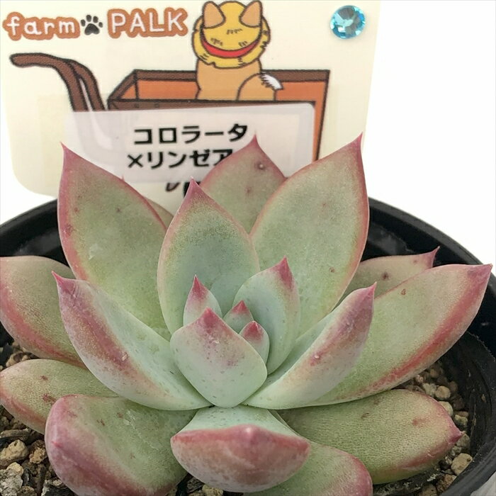 多肉植物 plkエケベリア コロラータ×リンゼアナ 多肉植物 パルクさん苗 送料無料 エケベリア 6cmポットのサムネイル