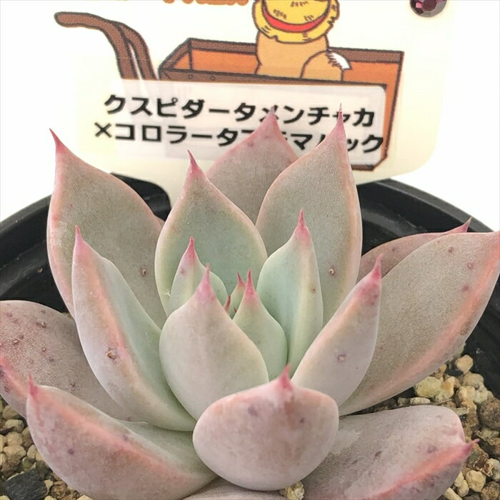 多肉植物 plkエケベリア クスピダータメンチャカ×コロラータアテマハック 多肉植物 パルクさん苗 送料無料 エケベリア 6cmポットのサムネイル