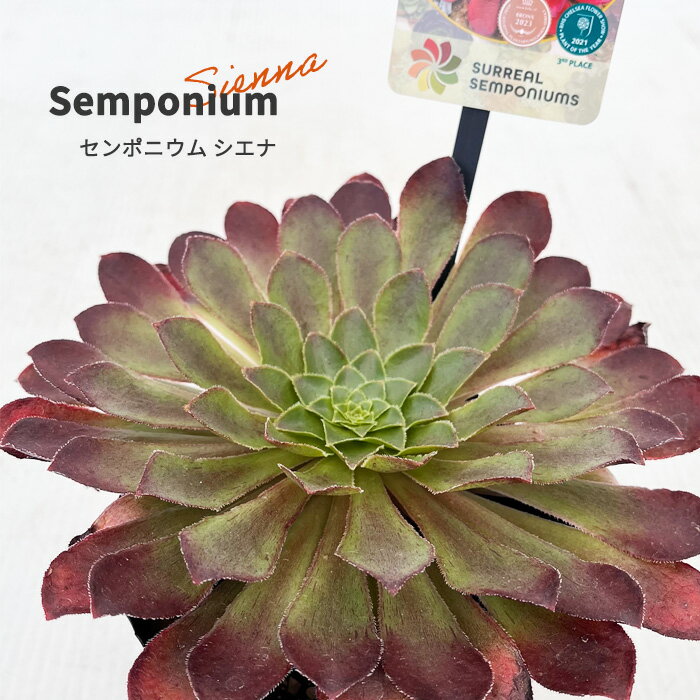 多肉植物 caセンポニウム シエナ 多肉植物 センペルビウム×アエオニウム 登録品種 12cmポットのサムネイル