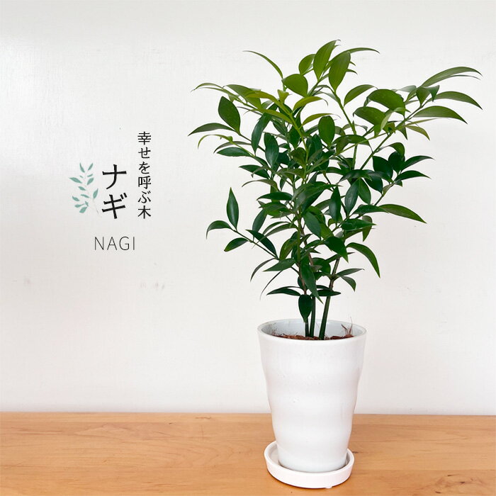 観葉植物 梛 ナギ 4号鉢 なぎ まもりの樹 開運 送料無料 観葉植物 小型 小さい 室内 贈り物 プレゼント インテリア おしゃれのサムネイル