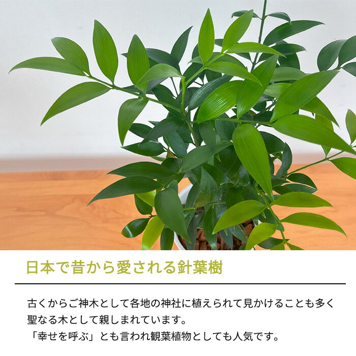 観葉植物 梛 ナギ 4号鉢 なぎ まもりの樹 開運 送料無料 観葉植物 小型 小さい 室...