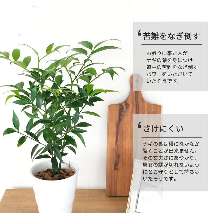 観葉植物 梛 ナギ 4号鉢 なぎ まもりの樹 開運 送料無料 観葉植物 小型 小さい 室...