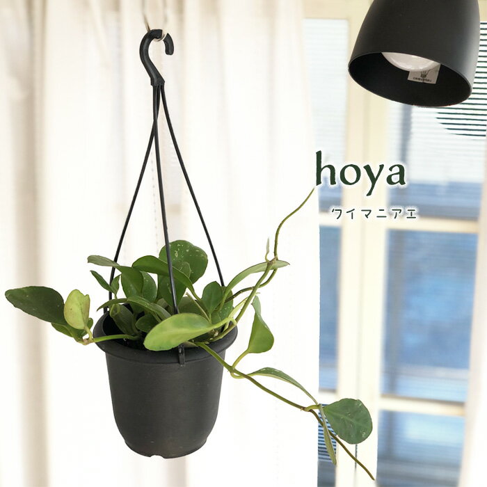 ホヤ ホヤ ワイマニアエ 4号鉢 吊り 送料無料 観葉植物 インテリア おしゃれ hoya grb