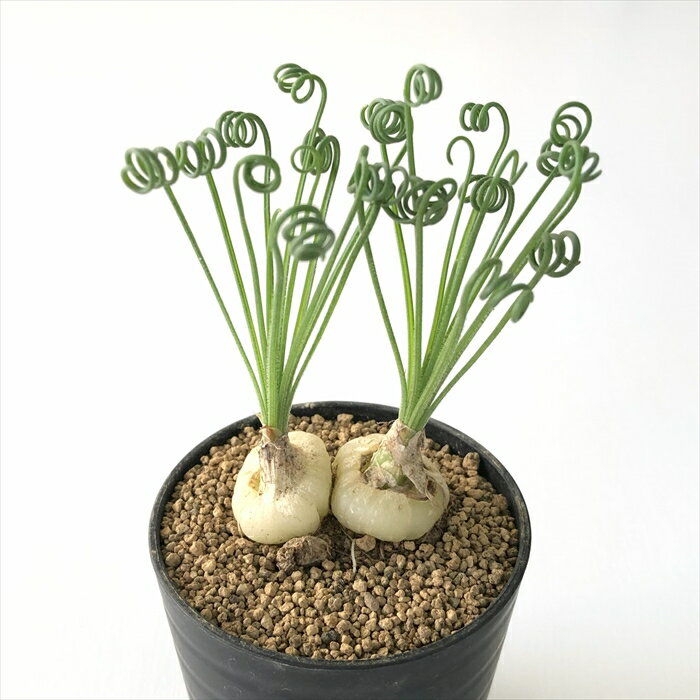 多肉植物 caアルブカ スピラリス 多肉植物 6cmポットのサムネイル