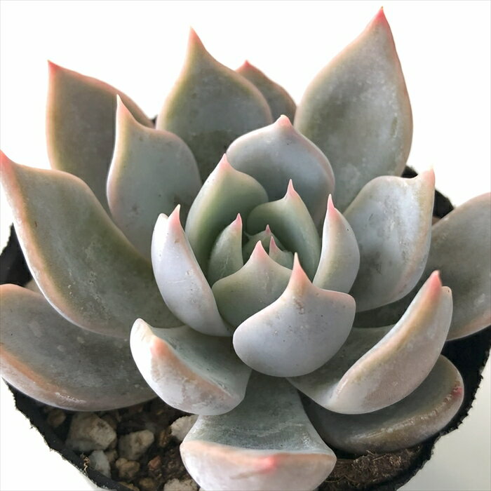 多肉植物 hmエケベリア リリアン 多肉植物 エケベリア 6cmポットのサムネイル