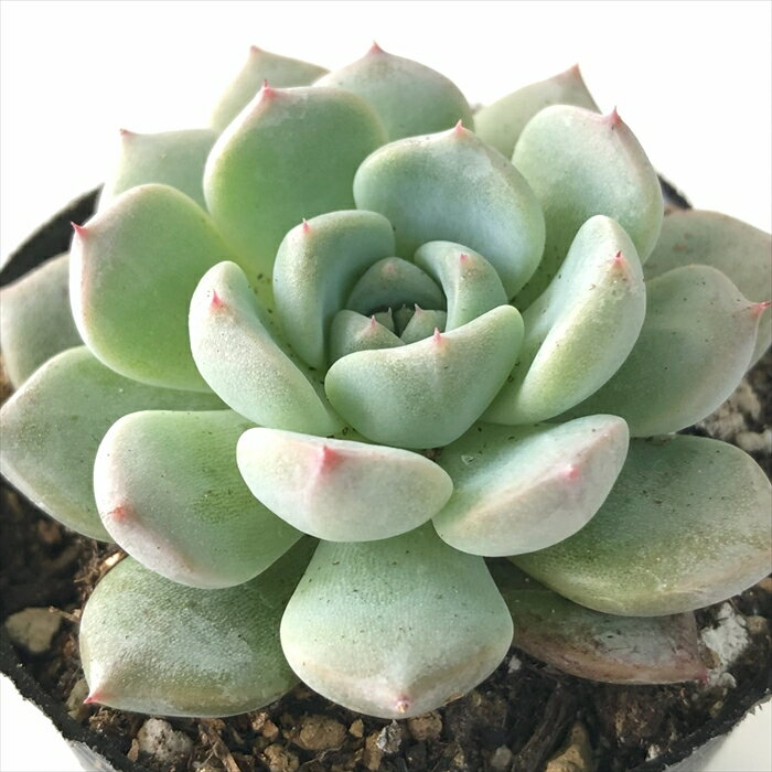 多肉植物 hxエケベリア ラウリンゼ×沙羅姫牡丹 多肉植物 エケベリア 6cmポットのサムネイル