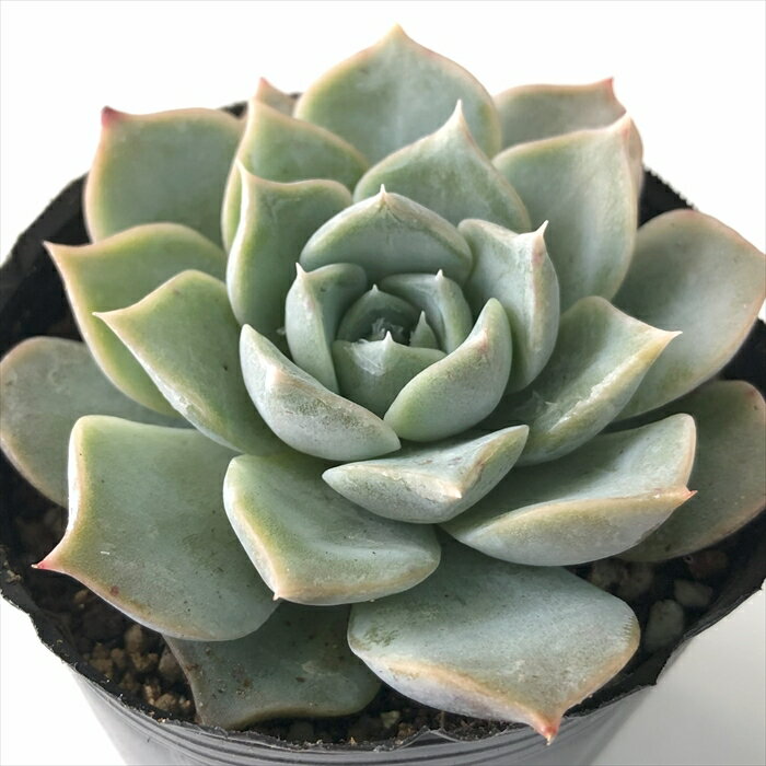 多肉植物 hmエケベリア ホワイトスノー 多肉植物 エケベリア 6cmポットのサムネイル