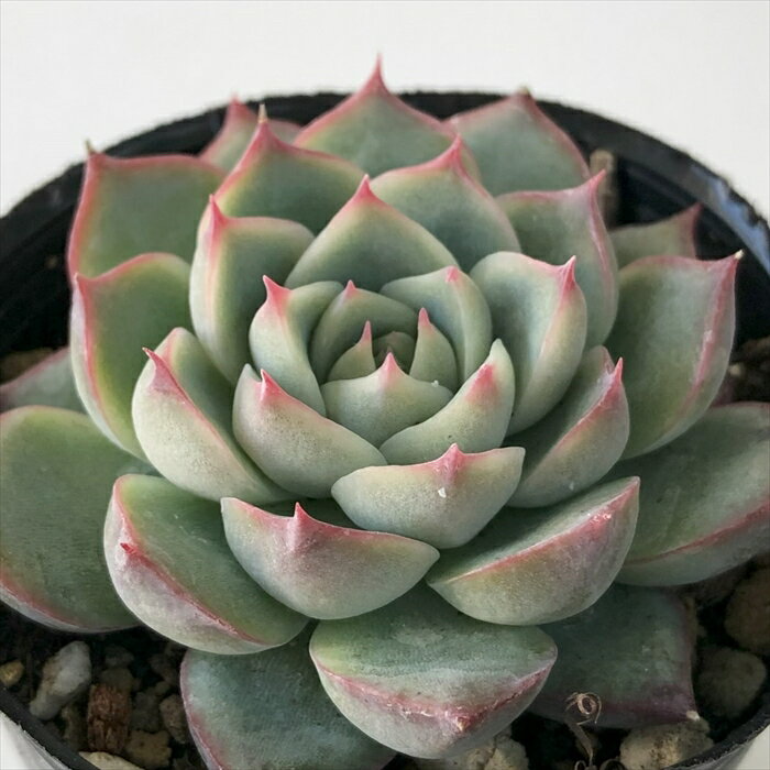 多肉植物 hmエケベリア クリスタルローズ 多肉植物 エケベリア 6cmポットのサムネイル