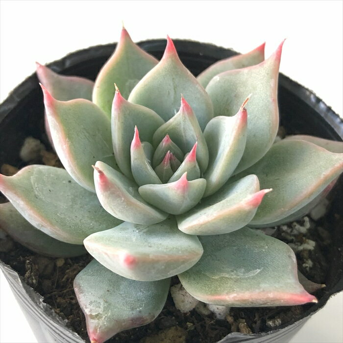 多肉植物 hmエケベリア クスピダータ×リンゼアナ 多肉植物 エケベリア 6cmポットのサムネイル