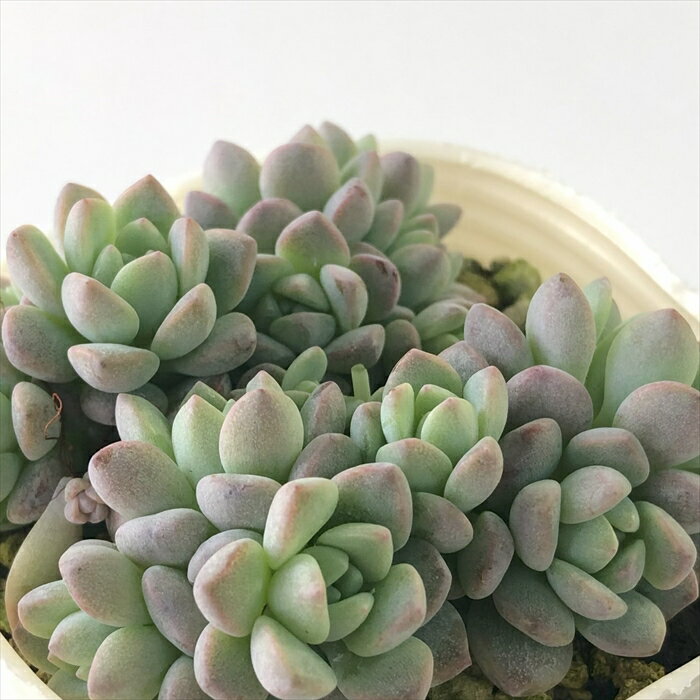 多肉植物 sbエケベリア ばらまきプロリフィカ 多肉植物 エケベリア 7.5cmポットのサムネイル
