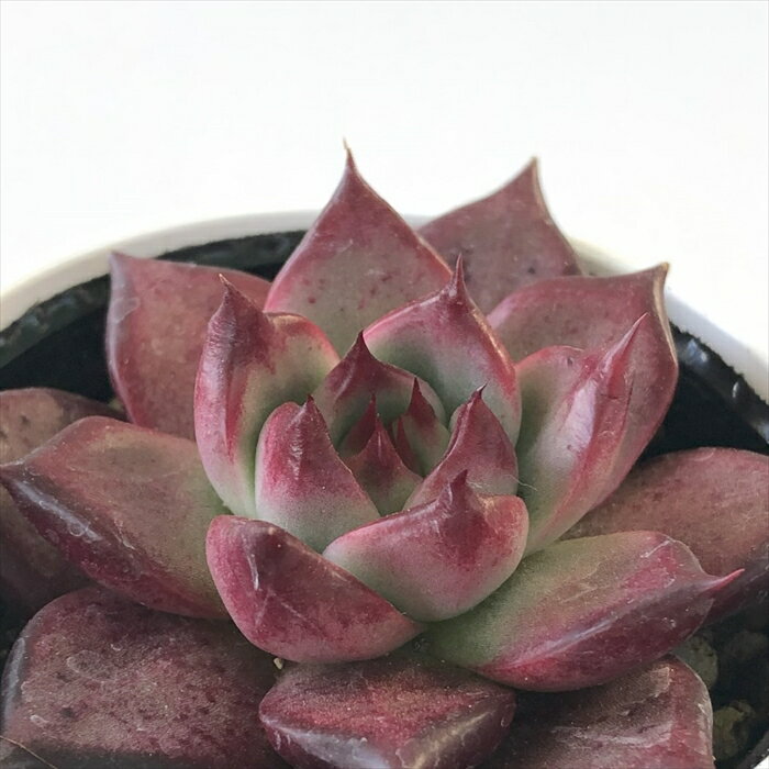 多肉植物 hmエケベリア ペンテラ 多肉植物 エケベリア 6cmポット