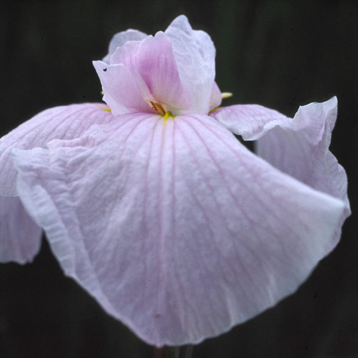 予約販売 ハナショウブ 春眠 花菖蒲 9cmポット はなしょうぶ 宿根草 落葉 古典園芸 水辺 ビオトープ ihs 9月中旬以降発送