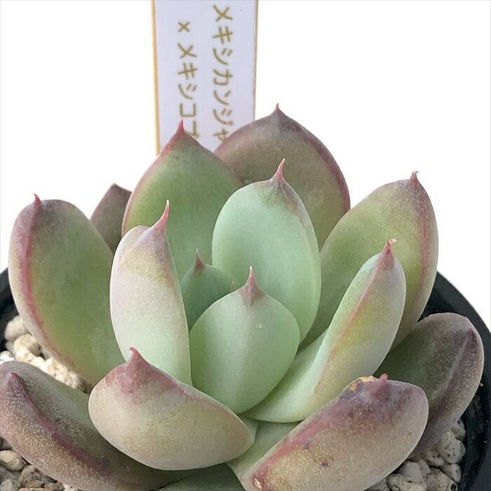 多肉植物 halkエケベリア メキシカンジャイアント×メキシコプリドニス 多肉植物 HALKA SUCCULENT ハルカさん苗 エケベリア 6cmポット ハルカオリジナルのサムネイル